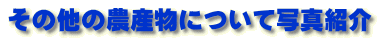 その他の農産物について写真紹介